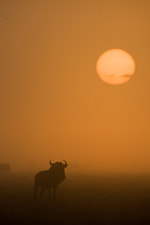 gnu sunrise